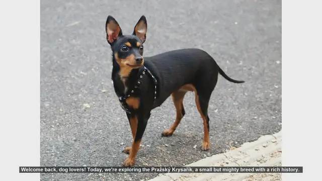 Video thumbnail for Pros and Cons of Owning a Pražský Krysařík: The Ultimate Guide