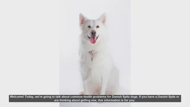 Video thumbnail for Common Health Problems in Danish Spitz Dogs: Prevention and Care Tips