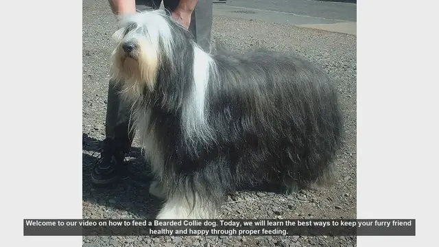 Video thumbnail for How to Properly Feed Your Bearded Collie: Tips for a Healthy and Happy Dog