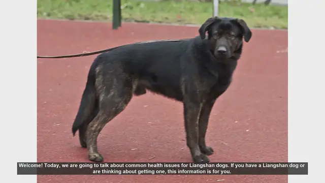 Video thumbnail for Common Health Issues in Liangshan Dogs: Tips for Care