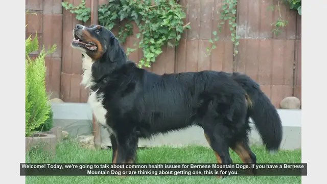 Video thumbnail for Common Health Issues in Bernese Mountain Dogs: What You Need to Know