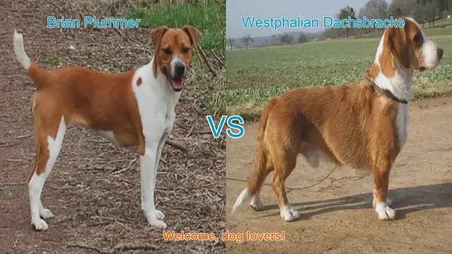 Video thumbnail for Dog Breed Comparison: Brian Plummer Terrier vs. Westphalian Dachsbracke