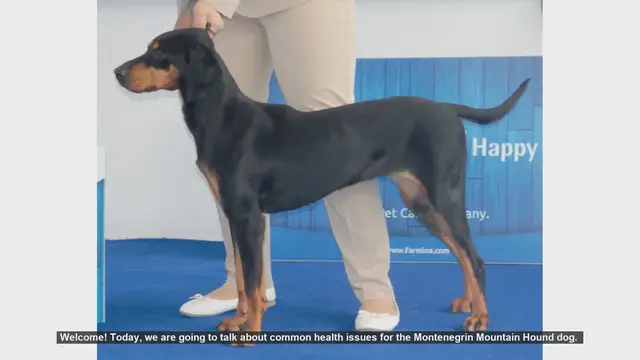 Video thumbnail for Common Health Issues in Montenegrin Mountain Hound Dogs