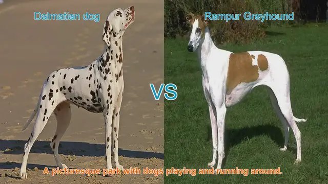 Video thumbnail for Dalmatian vs. Rampur Greyhound: A Comprehensive Breed Comparison