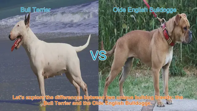 Video thumbnail for Bull Terrier vs. Olde English Bulldogge: A Comprehensive Comparison
