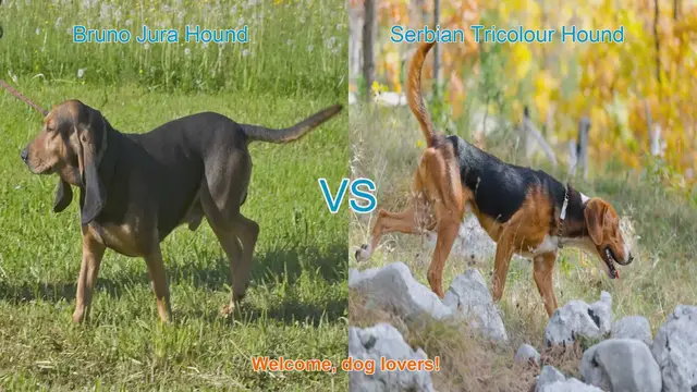 Video thumbnail for Dog Breed Comparison: Bruno Jura Hound vs. Serbian Tricolour Hound