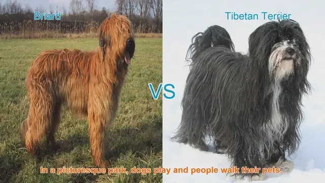 Video thumbnail for Briard vs. Tibetan Terrier: A Comparison of Two Beautiful Dog Breeds