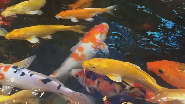 Video thumbnail for Expert Tips for Winning Koi Fish Competitions