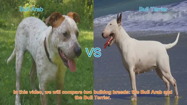 Video thumbnail for Bull Arab vs. Bull Terrier: Breed Comparison