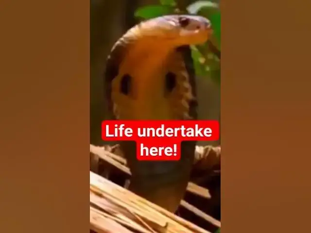 Video thumbnail for #wildlife #english #film #snake #africanmusic #ebsnews