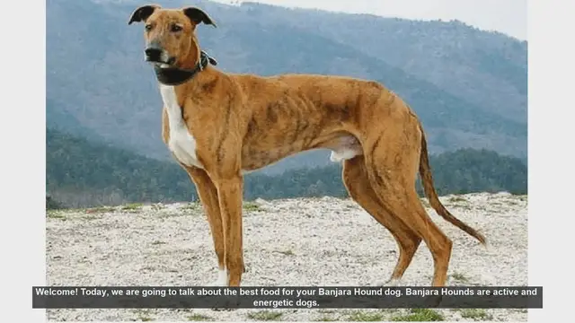 Video thumbnail for Best Food for Your Banjara Hound: A Complete Guide