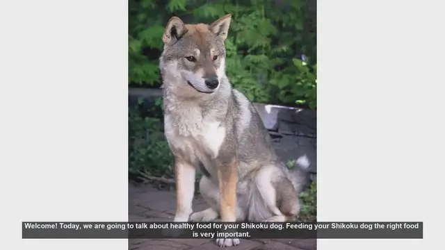 Video thumbnail for Healthy Food Tips for Your Shikoku Dog