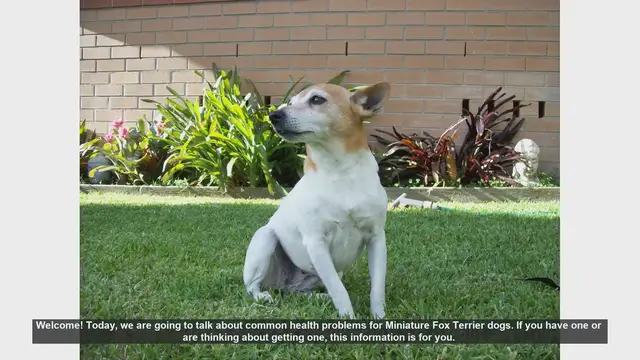 Video thumbnail for Common Health Problems in Miniature Fox Terriers: What You Need to Know