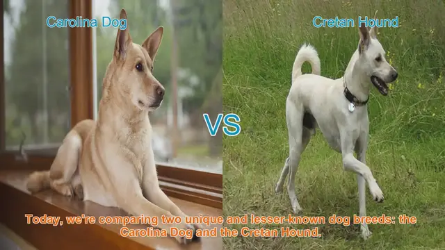 Video thumbnail for Carolina Dog vs. Cretan Hound: A Comparative Guide