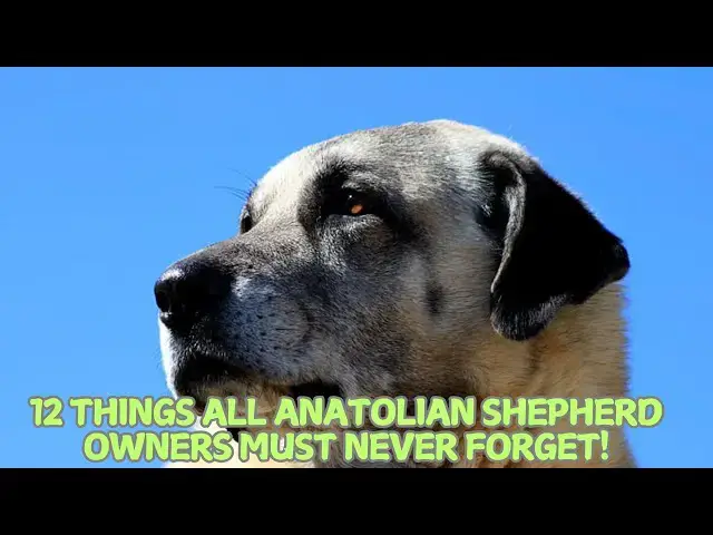 Video thumbnail for 12 Things All Anatolian Shepherd Owners Must Never Forget! 🐕🏞️