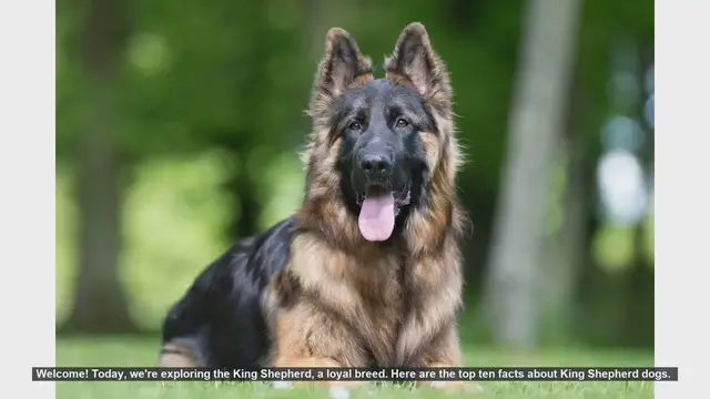 Video thumbnail for Top 10 Facts About King Shepherd Dogs