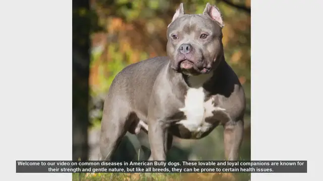Video thumbnail for Common Health Issues in American Bully Dogs: Prevention and Care Tips