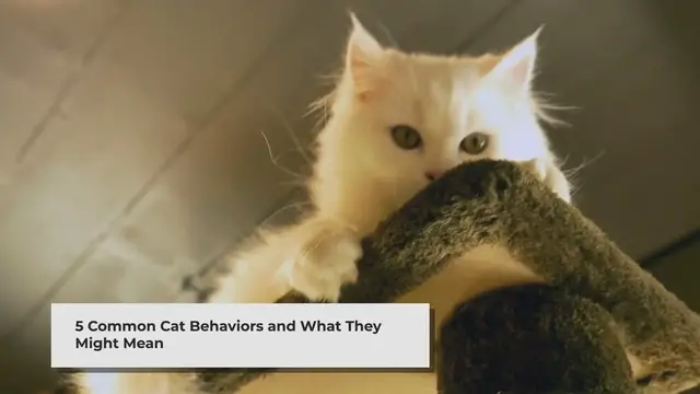 Video thumbnail for Flickify Example Video - Cat Behaviors