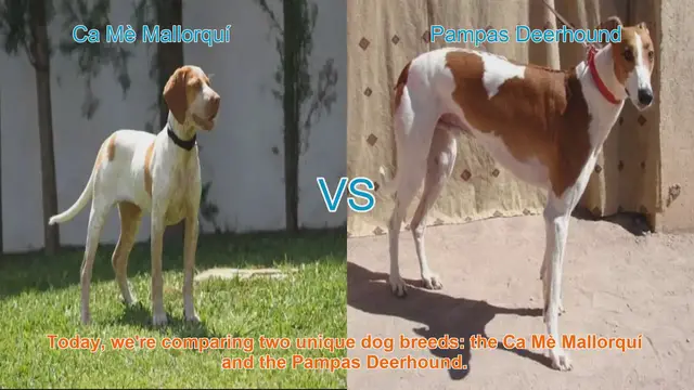 Video thumbnail for Dog Breed Showdown: Ca Mè Mallorquí vs. Pampas Deerhound