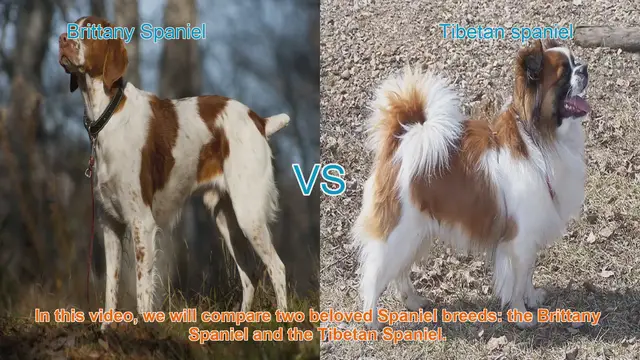 Video thumbnail for Brittany Spaniel vs. Tibetan Spaniel: A Comparison of Beloved Breeds