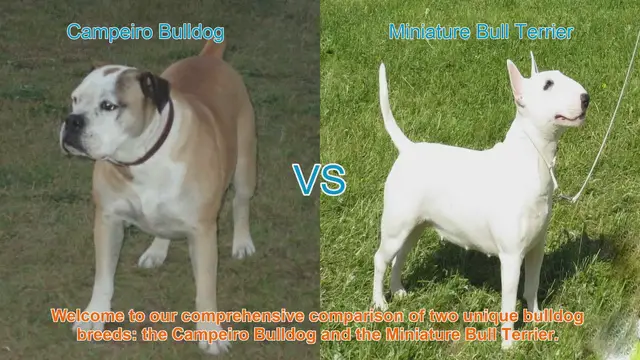 Video thumbnail for Campeiro Bulldog vs. Miniature Bull Terrier: A Comprehensive Breed Comparison
