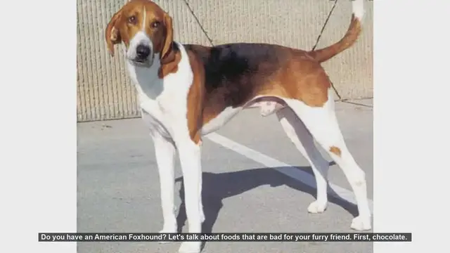 Video thumbnail for Foods to Avoid for Your American Foxhound: Essential Tips for Dog Owners