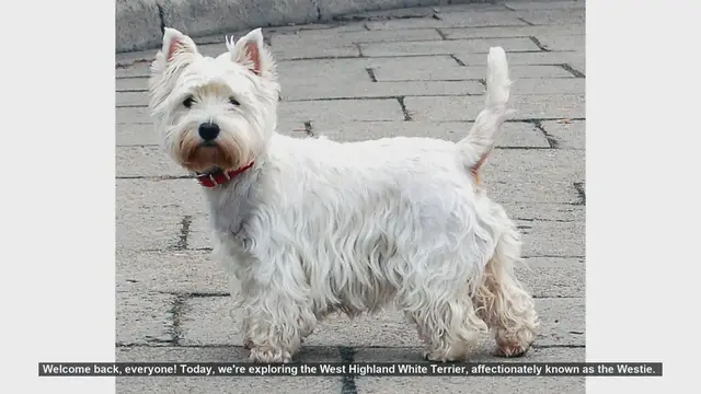 Video thumbnail for West Highland White Terrier: Pros and Cons of Owning a Westie