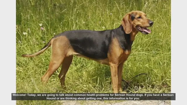 Video thumbnail for Common Health Problems in Serbian Hound Dogs