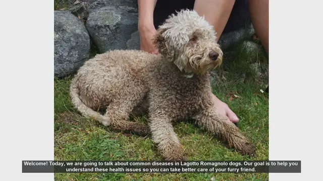 Video thumbnail for Common Health Issues in Lagotto Romagnolo Dogs: What You Need to Know