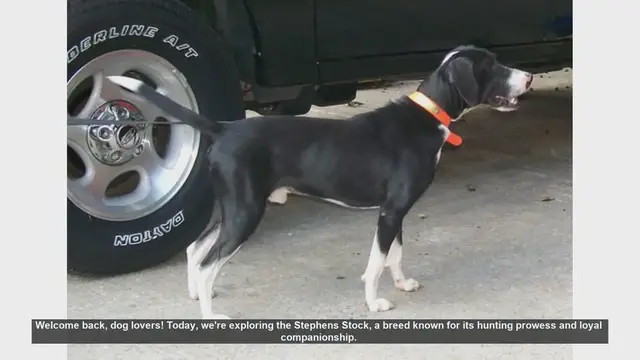 Video thumbnail for Stephens Stock Dogs: Pros and Cons of This Energetic Breed