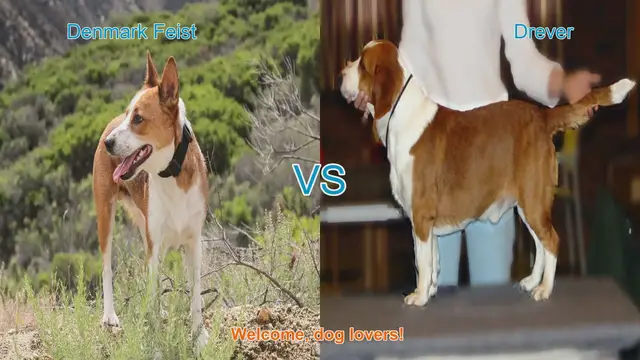 Video thumbnail for Denmark Feist vs. Drever: A Comparison of Two Unique Dog Breeds