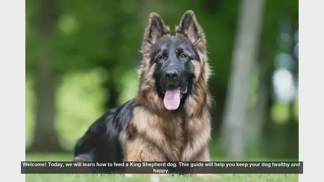 Video thumbnail for How to Feed Your King Shepherd: A Complete Guide