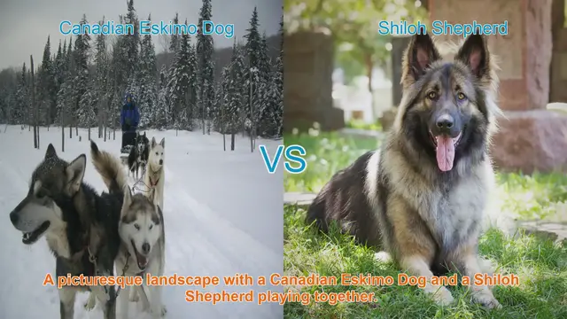 Video thumbnail for Canadian Eskimo Dog vs. Shiloh Shepherd: A Breed Comparison