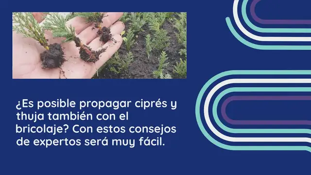 'Video thumbnail for Cómo propagar ciprés y thuja de una manera simple: esta es la técnica de los jardineros.'