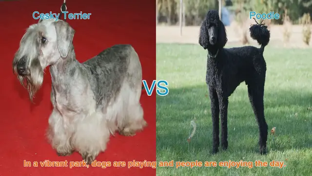 Video thumbnail for Cesky Terrier vs. Poodle: A Comprehensive Breed Comparison