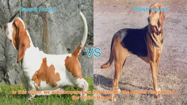 Video thumbnail for Basset Hound vs. Polish Hound: A Comparison of Two Dog Breeds