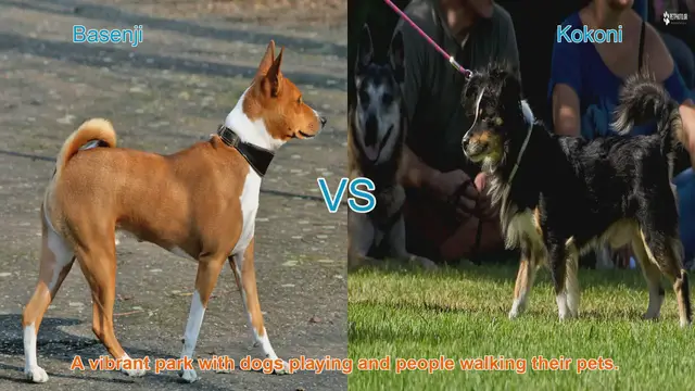 Video thumbnail for Basenji vs. Kokoni: A Comparison of Unique Dog Breeds