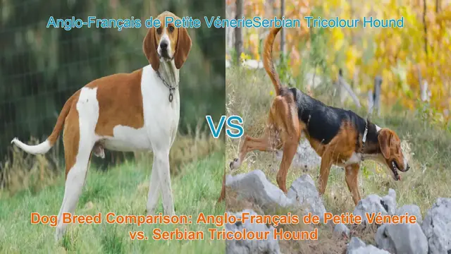 Video thumbnail for Dog Breed Comparison: Anglo-Français de Petite Vénerie vs. Serbian Tricolour Hound