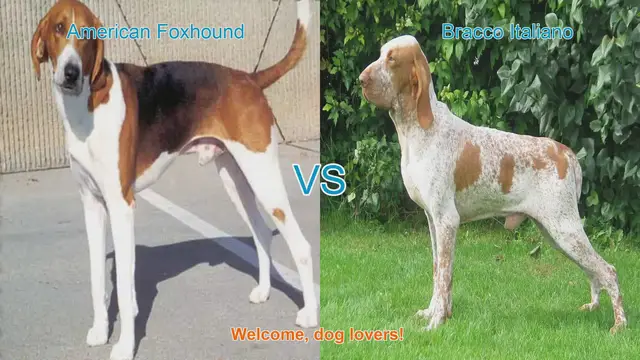Video thumbnail for American Foxhound vs. Bracco Italiano: A Comprehensive Comparison