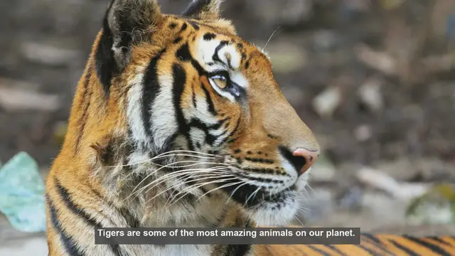 Video thumbnail for 10 Surprising Tiger Facts You Didn't Know