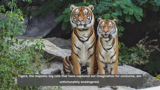 Video thumbnail for 10 Best Places to See Tigers in the Wild
