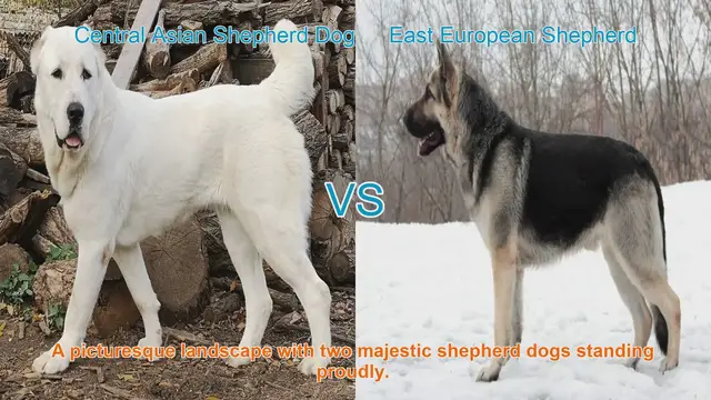 Video thumbnail for Comparing Central Asian Shepherd Dog and East European Shepherd: A Breed Comparison