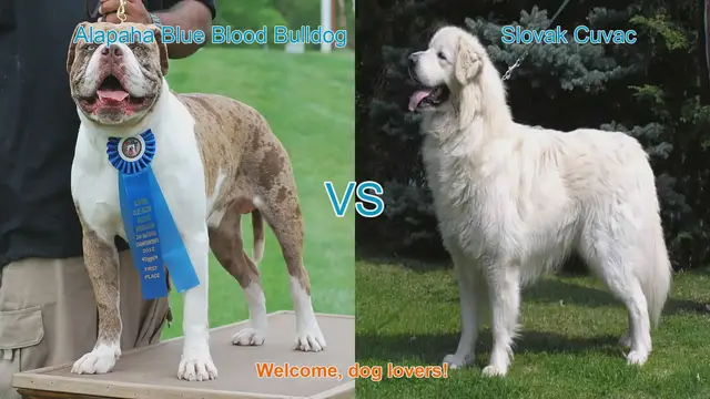 Video thumbnail for Alapaha Blue Blood Bulldog VS Slovak Cuvac