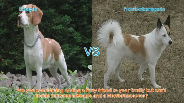 Video thumbnail for Beagle vs. Norrbottenspets: A Comprehensive Breed Comparison