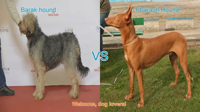 Video thumbnail for Barak Hound vs. Pharaoh Hound: A Comparison of Ancient Dog Breeds