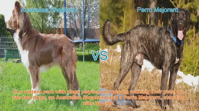Video thumbnail for Australian Shepherd vs. Perro Majorero: Breed Comparison