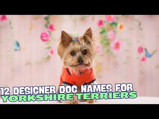 Video thumbnail for 12 Designer Yorkie Names🐾