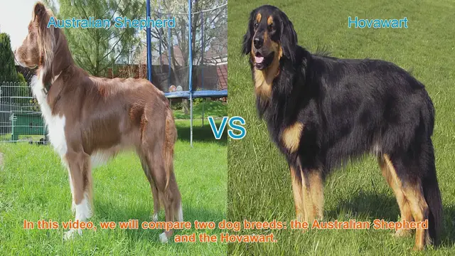 Video thumbnail for Australian Shepherd vs. Hovawart: A Breed Comparison