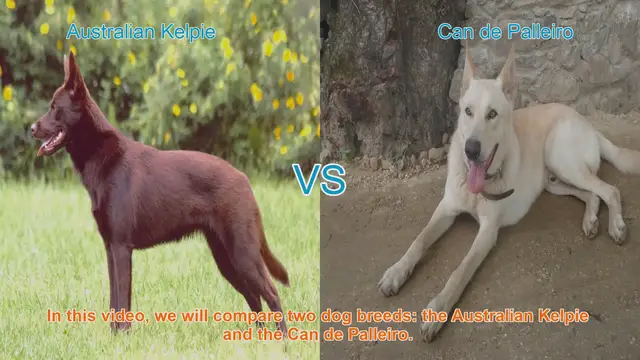 Video thumbnail for Australian Kelpie vs. Can de Palleiro: A Comprehensive Breed Comparison