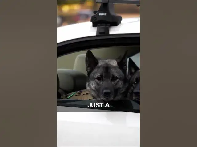 Video thumbnail for Brushing frequency and technique are key to maintaining your German Shepherd's